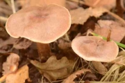 굳은끈적버섯 (Cortinarius rigidus (Scop.) Fr.)