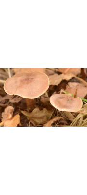 굳은끈적버섯 (Cortinarius rigidus (Scop.) Fr.)