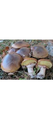 비단그물버섯 (Suillus luteus (L.) Roussel)