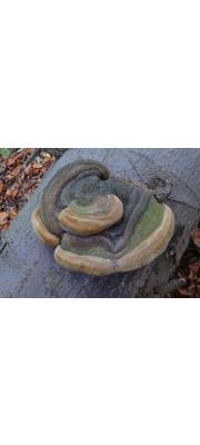전나무진흙버섯 (Phellinus hartigii (Allesch. &amp; Schnabl) Pat.)