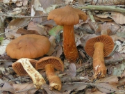 녹슨끈적버섯 (Cortinarius rubellus Cke.)
