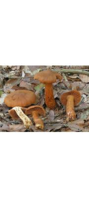 녹슨끈적버섯 (Cortinarius rubellus Cke.)