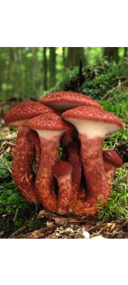 붉은비단그물버섯 (Suillus pictus (Peck) Sm. &amp; Thiers)