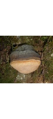 진흙버섯(검은진흙버섯, 판상진흙버섯, 상품명: 중국상황) (Phellinus igniarius (L.) Quél. 진흙버섯(상품명: 중국상황)> Phellinus nigricans  > Phellinus trivialis)