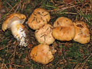 크림끈적버섯 (Cortinarius rubicundulus (Rea) A. Pearson)