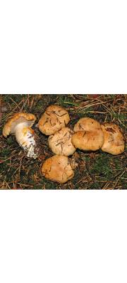 크림끈적버섯 (Cortinarius rubicundulus (Rea) A. Pearson)
