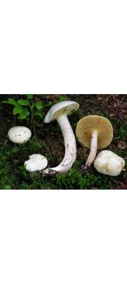 평원비단그물버섯 (Suillus placidus (Bon.) Sing.)