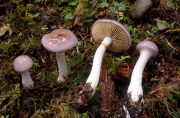 푸른끈적버섯 (Cortinarius salor Fr. 푸른끈적버섯)