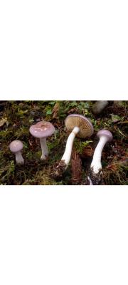 푸른끈적버섯 (Cortinarius salor Fr. 푸른끈적버섯)