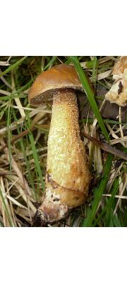 섬유비단그물버섯 (Suillus plorans (Roll.) Kuntze)