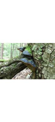 납작진흙버섯 (Phellinus lundellii Niem.)