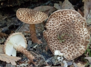실고리가시갓버섯(실고리갓버섯, 흰여우갓버섯아재비) (Echinoderma pseudoasperulum (Knudsen) Bon > Lepiota pseudoasperula (Kudsen) Kudsen 실고리갓버섯(흰여우갓버섯아재비))