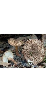 실고리가시갓버섯(실고리갓버섯, 흰여우갓버섯아재비) (Echinoderma pseudoasperulum (Knudsen) Bon > Lepiota pseudoasperula (Kudsen) Kudsen 실고리갓버섯(흰여우갓버섯아재비))