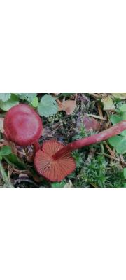전나무끈적버섯(진분홍전나무끈적버섯, 피즙전나무끈적버섯) (Cortinarius sanguineus (Wulf.) Fr. > Dermocybe sanguinea (Wulf.) Gray > Dermocybe punicea (진분홍전나무끈적버섯) (이명: 피즙전나무끈적버섯))