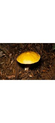 점액비단그물버섯(끈적비단그물버섯) (Suillus punctipes (Pk.) O. Sing.)