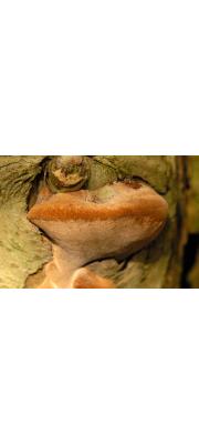 벚나무진흙버섯 (Phellinus pomaceus (Pers.) Maire  > Phellinus tuberculosus (Baumg.) Niem.)