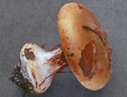 원뿔끈적버섯(원뿔끈적버섯아재비) (Cortinarius saporatus Britz.  > Cortinarius subturbinatus)