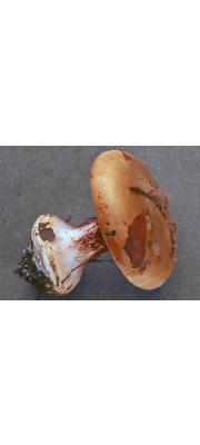 원뿔끈적버섯(원뿔끈적버섯아재비) (Cortinarius saporatus Britz.  > Cortinarius subturbinatus)
