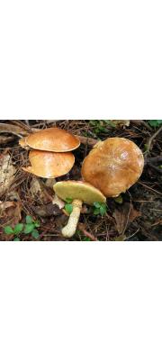 포도주비단그물버섯 (Suillus subluteus (Peck) Snell)
