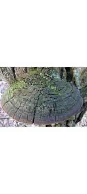 틈진흙버섯 (Phellinus rimosus (Berk.) Pilάt.)