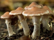 황토끈적버섯(밤끈적버섯) (Cortinarius saturninus (Fr.) Fr.)