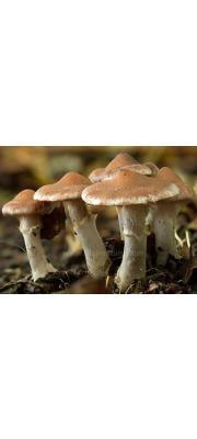 황토끈적버섯(밤끈적버섯) (Cortinarius saturninus (Fr.) Fr.)
