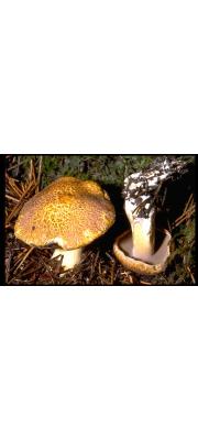 솔비단그물버섯 (Suillus tomentosus (Kauff.) Sing.)