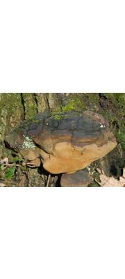 찰진흙버섯 (Phellinus robustus (P. Karst.) Bourd &amp; Galz.)