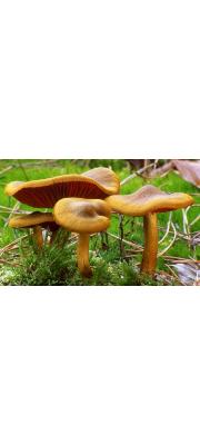 전나무끈적버섯아재비 (Cortinarius semisanguineus (Fr.) Gillet  > Dermocybe semisanguinea (Fr.) Moser)
