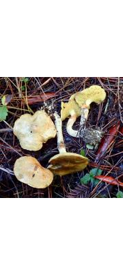 궁뎅이비단그물버섯 (Suillus umbonatus E.A. Dick &amp; Snell)