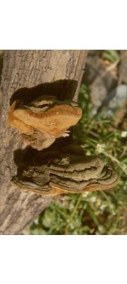말굽진흙버섯 (Phellinus setulosus (Lloyd) Imaz.)