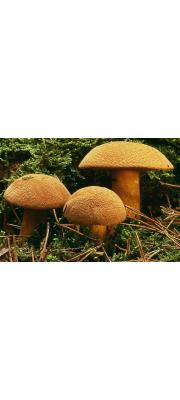 벨벳비단그물버섯(올리브갈색비단그물버섯, 다색비단그물버섯) (Suillus variegatus (SW.) Kuntze)