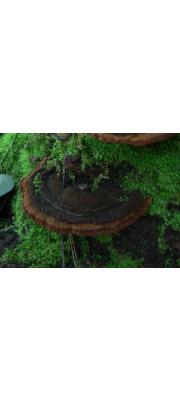 혹진흙버섯 (Phellinus torulosus (Pers.) Bourd. &amp; Galz.)
