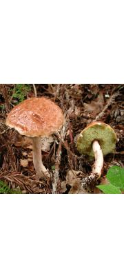 점질비단그물버섯 (Suillus viscidipes Hongo)