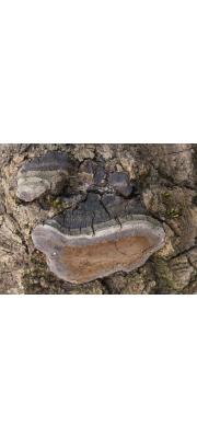 버들진흙버섯 (Phellinus tremulae (Bond.) Bond. &amp; Borisov)
