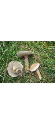 녹슨비단그물버섯 (Suillus viscidus (L.) Rouss.  > Suillus laricinus (Berk.) O. Kuntze > Suillus aeruginascens (Secr.) Snell.)