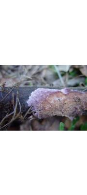 보라종이비늘버섯(종이꽃구름버섯) (Porostereum crassum (Lév.) Hjortst. &amp; Ryv.  > Stereum umbrinum Berk. &amp; Curt. > Hymenochaete crassa (Lév.) Berk)