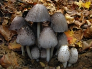 두엄흙물버섯(두엄먹물버섯) (Coprinopsis atramentaria (Bull.) Readh,, Vilg. & Monc.  > Coprinus atramentarius (Bull.) Fr.)