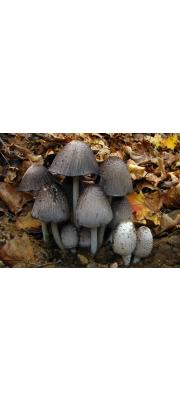 두엄흙물버섯(두엄먹물버섯) (Coprinopsis atramentaria (Bull.) Readh,, Vilg. &amp; Monc.  > Coprinus atramentarius (Bull.) Fr.)