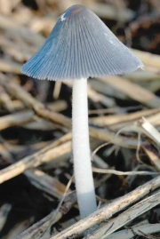재흙물버섯(재먹물버섯, 재두엄먹물버섯) (Coprinopsis cinerea (Schaeff.) Readh,, Vilg. & Monc.  > Coprinus cinereus (Fr.) Gray)