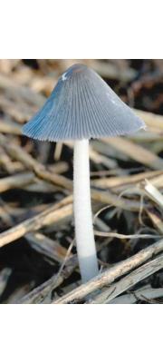 재흙물버섯(재먹물버섯, 재두엄먹물버섯) (Coprinopsis cinerea (Schaeff.) Readh,, Vilg. &amp; Monc.  > Coprinus cinereus (Fr.) Gray)