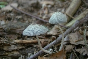 멍게흙물버섯 (멍게두엄먹물버섯, 멍게먹물버섯) (Coprinopsis echinospora (Bull.) Readh., Vilg. & Monc.  > Coprinus echinosporus Buller)