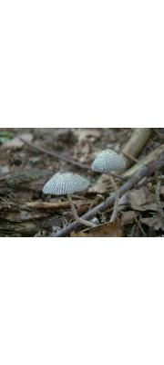 멍게흙물버섯 (멍게두엄먹물버섯, 멍게먹물버섯) (Coprinopsis echinospora (Bull.) Readh., Vilg. &amp; Monc.  > Coprinus echinosporus Buller)