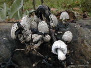 껍질흙물버섯(기뢰두엄먹물버섯, 껍질먹물버섯) (Coprinopsis episcopalis (Orton) Redh., Vilg. & Monc. > Coprinus episcopalis Orton)