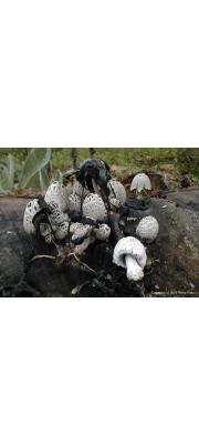 껍질흙물버섯(기뢰두엄먹물버섯, 껍질먹물버섯) (Coprinopsis episcopalis (Orton) Redh., Vilg. &amp; Monc. > Coprinus episcopalis Orton)