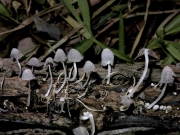 꼬마흙물버섯(꼬마먹물버섯,  꼬마두엄먹물버섯) (Coprinopsis friesii (Quél.) P. Karst.  > Coprinus friesii Quél.)