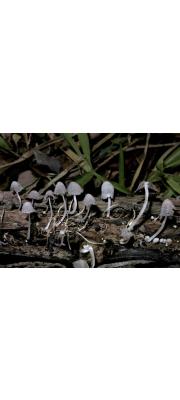 꼬마흙물버섯(꼬마먹물버섯,  꼬마두엄먹물버섯) (Coprinopsis friesii (Quél.) P. Karst.  > Coprinus friesii Quél.)