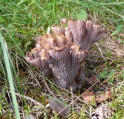 자주나팔버섯 (Gomphus clavatus (Pers.) Gray)