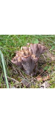 자주나팔버섯 (Gomphus clavatus (Pers.) Gray)