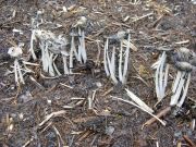 고약흙물버섯(초가두엄먹물버섯, 고약먹물버섯) (Coprinopsis kimurae (Hongo & Aoki) Readh., Vilg. & Monc. > Coprinus kimurae Hongo & Aoki)